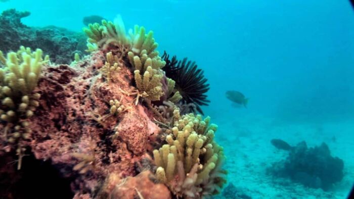 New Caledonia Reef